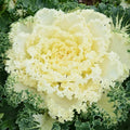 Ornamental Kale Seeds, Nagoya Mixture, 40 Seeds, Brassica oleracea, Fresh Seed, Perfect for Fall Gardens