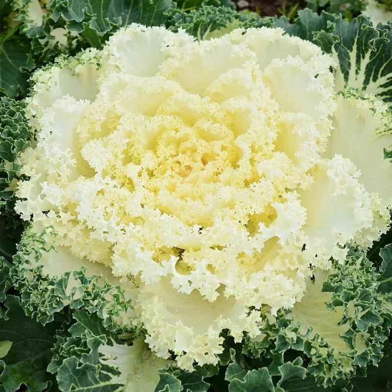 Ornamental Kale Seeds, Nagoya Mixture, 40 Seeds, Brassica oleracea, Fresh Seed, Perfect for Fall Gardens
