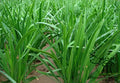 Live Purple Garlic Chives Plant 3 Years Old Hardy Perennial Herb (Allium tuberosum) - Well Rooted, Great for Gardens