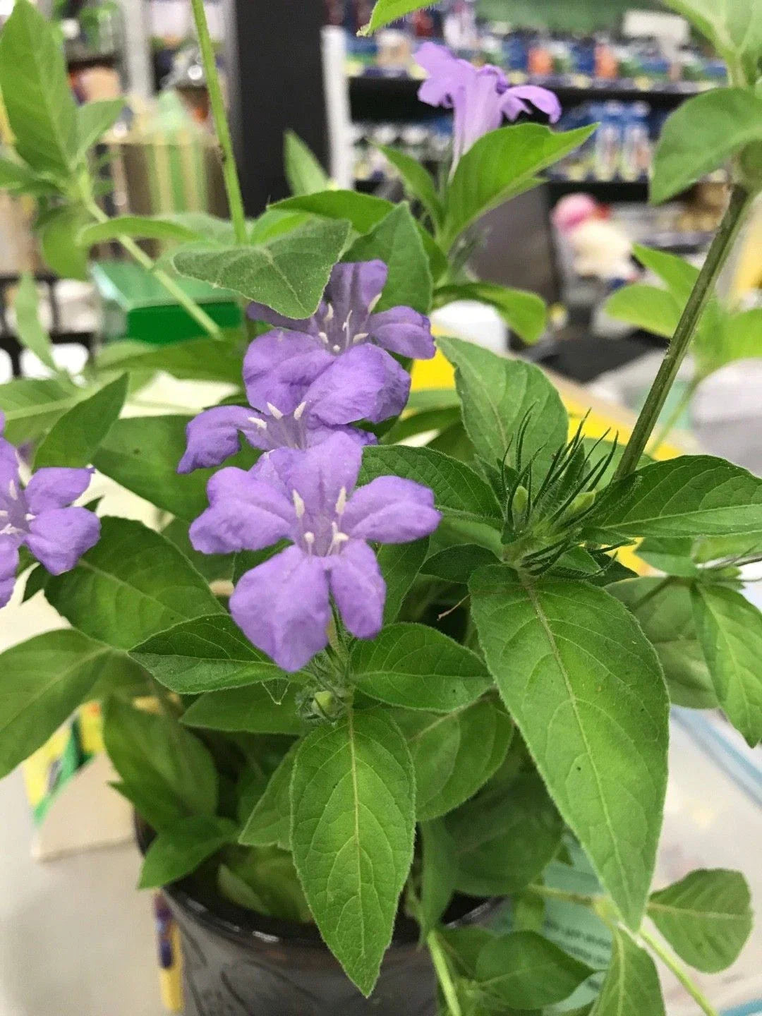 Rare Carolina Wild Petunia Live Plants 2-Pack | Ruellia caroliniensis | Native Lavender Flower | Ships Fast