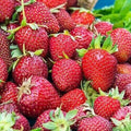 Albion Strawberry Plants - 10 Bare-Root Day Neutral Strawberry Plants - Freshly Dug, In Stock, Quick Shipping