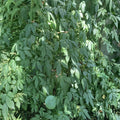 Organic Jiaogulan Live Plants - Immortality Herb - Gynostemma pentaphyllum - Set of 5 Rooted Plants