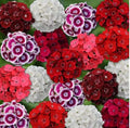Mixed Colors Sweet William Seeds - 200+ Seeds, Dianthus Barbatus, Flowering Perennial Garden Seeds