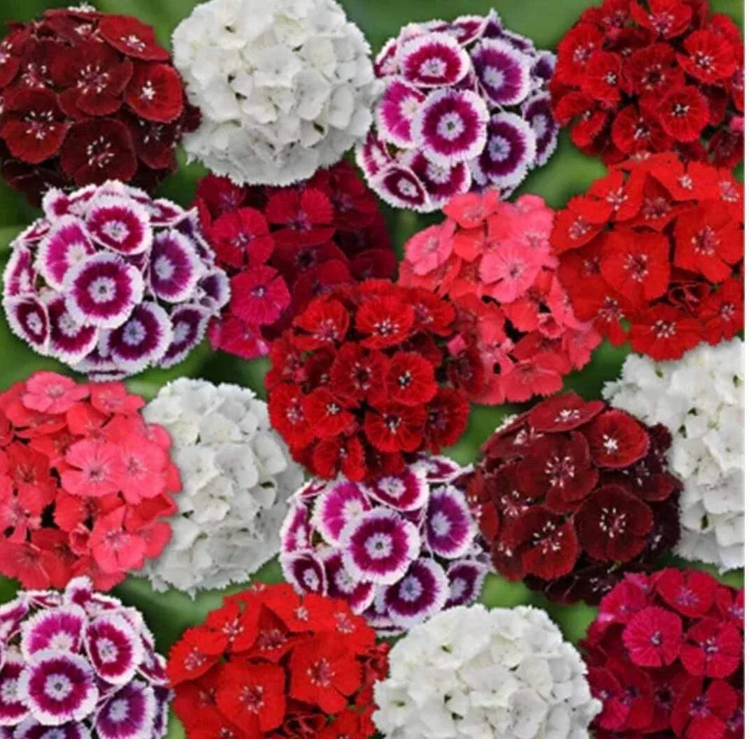 Mixed Colors Sweet William Seeds - 200+ Seeds, Dianthus Barbatus, Flowering Perennial Garden Seeds