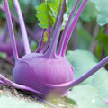 Kohlrabi Seeds - 400 Seeds - Early Purple Vienna - Brassica oleracea - GroCo USA