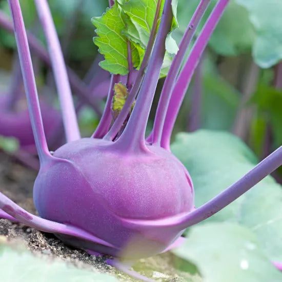 Kohlrabi Seeds - 400 Seeds - Early Purple Vienna - Brassica oleracea - GroCo USA
