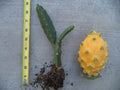 Rooted Yellow Dragon Fruit Plant - Healthy Young Plant 6"-8" H - Hylocereus megalanthus