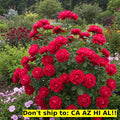 Red Drift Rose Bush 3 Gal Pot | Outdoor Flowering Live Plant | Perfect Gift | Rosa 'Drift'