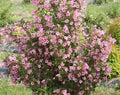 Polka Weigela Cutting 8-12" Pink Flowers Weigela florida 'Polka' Live Rooted Plant Zones 4-8