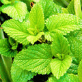 Spearmint Seeds 5000+ Count Non-GMO Heirloom for Herb Garden (Mentha spicata)