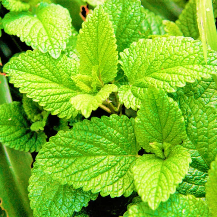 Spearmint Seeds 5000+ Count Non-GMO Heirloom for Herb Garden (Mentha spicata)