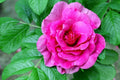 Rugosa Rose Bush Seeds (50 Seeds) - Red Variety, Rosa Rugosa Rubra, Ideal for Planting