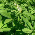 Fenugreek Seeds 100 Seeds NON-GMO Heirloom Fresh Garden Seeds Trigonella foenum-graecum USA