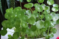 Dichondra Repens Grass Seeds - 50PCS Carpet Vine Seeds for Lawn & Ground Cover, Drought Tolerant, Easy to Grow