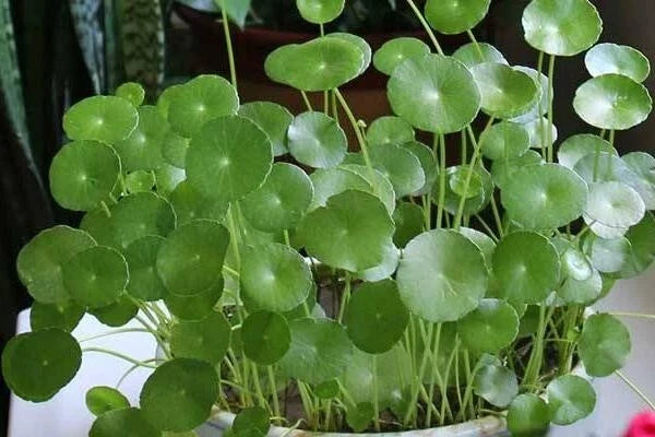 Dichondra Repens Grass Seeds - 50PCS Carpet Vine Seeds for Lawn & Ground Cover, Drought Tolerant, Easy to Grow