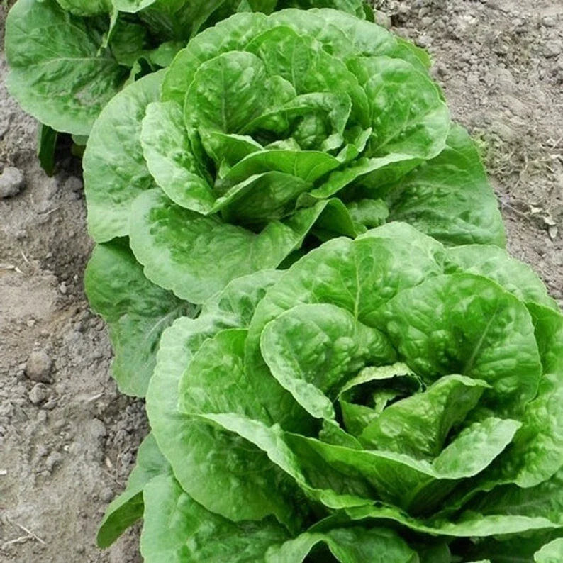 Parris Island Romaine Lettuce Seeds - 100 Non-GMO Organic Vegetable Seeds for Home Garden - Ideal for Fresh Salads