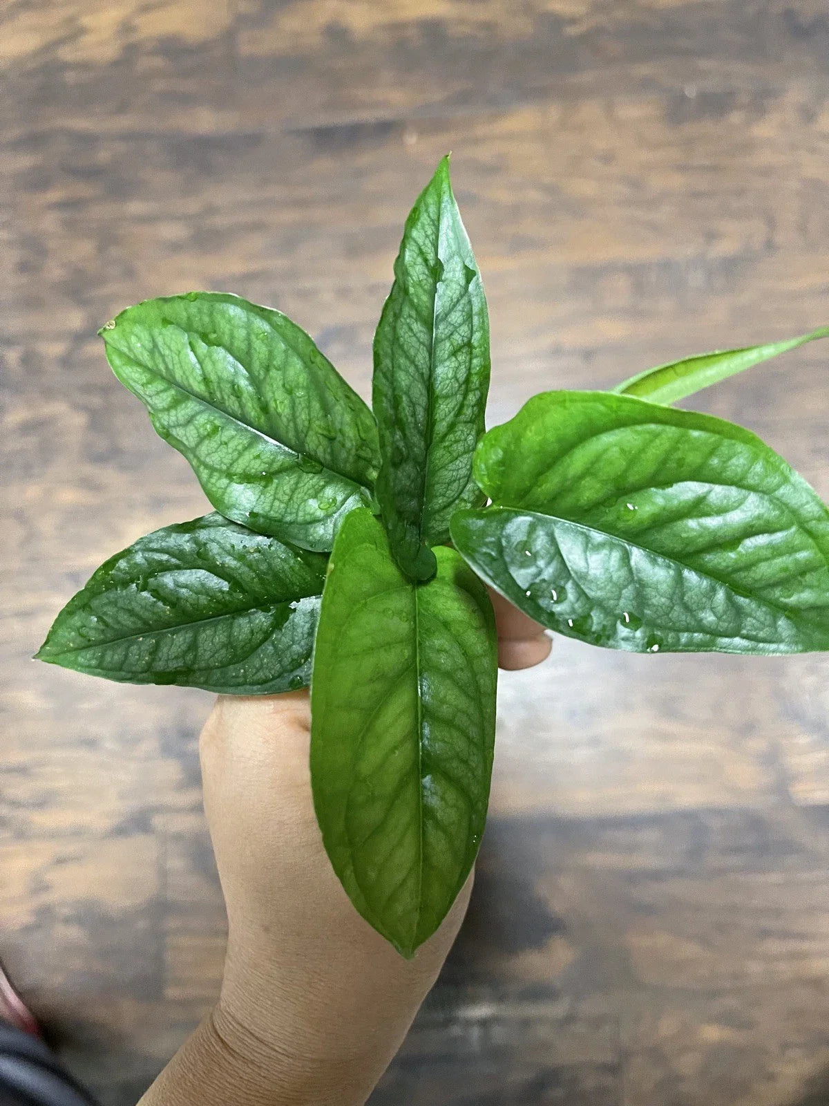 Monstera Siltepecana Cuttings (5) | Tropical Houseplant Cuttings | Rare Variegated Indoor Plants