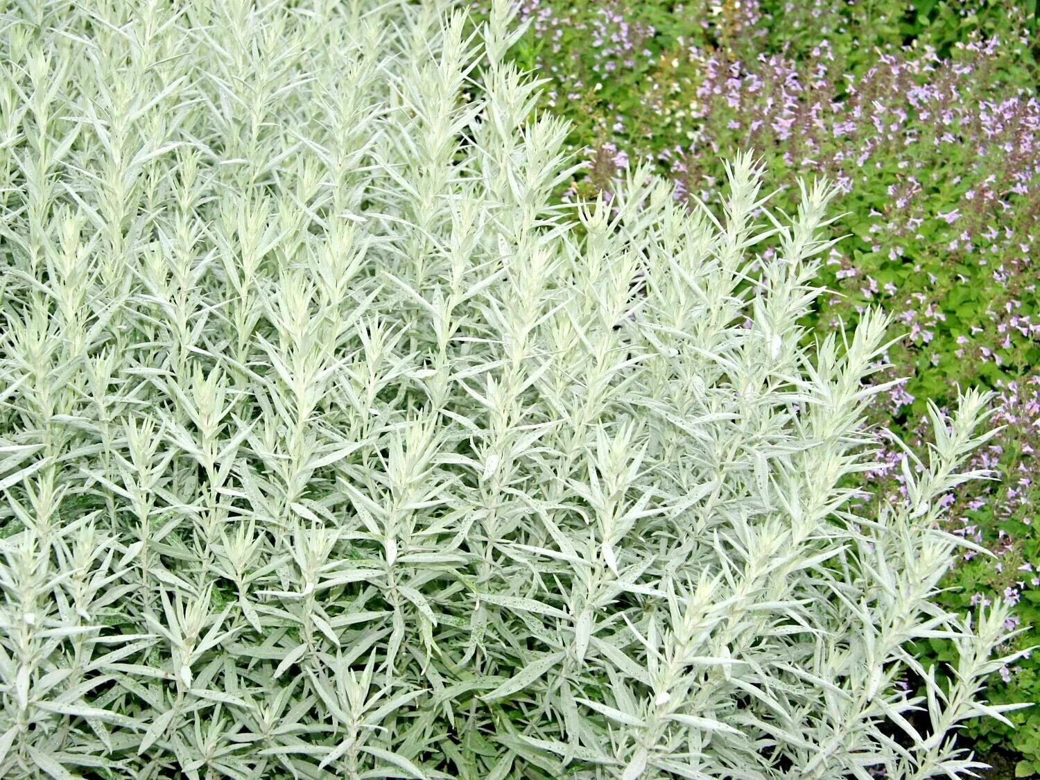 Prairie Sage Flower Seeds - White Sagebrush, Perennial Native Wildflower (Artemisia ludoviciana) for Smudging