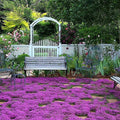 Creeping Thyme Seeds | Heirloom Non-GMO Herb Seeds | Thymus serpyllum | Free Shipping