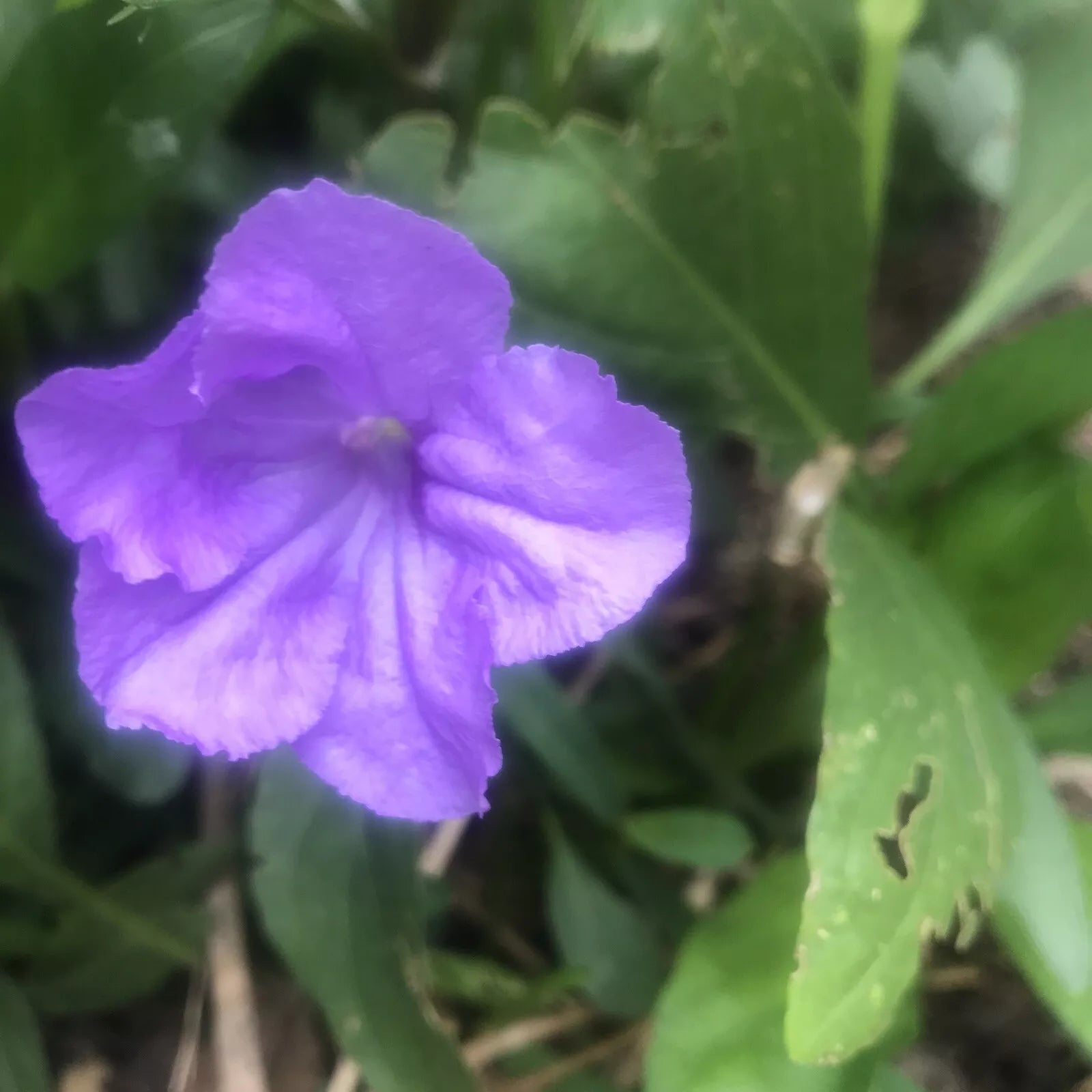 Mexican Petunia Cuttings - 10 Fresh Rotted Cuttings - Ruellia Brittoniana - Easy to Grow, Vibrant Blooms