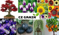 Sunflower Seeds Mix 200+ Seeds, Here Comes The Sun Variety, Non-GMO, Made in USA, Helianthus annuus