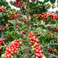 Coffee Seeds, 5 Seeds, Organic Coffea Arabica Nana, Easy to Grow House Plant