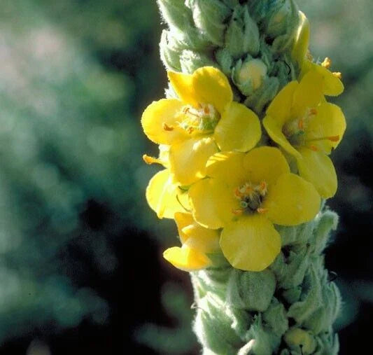 Mullein Seeds, 100+ Seeds, Organic Wildcrafted Herb, Verbascum thapsus