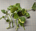 Golden Pothos Rooted Cuttings – 5 Pack – Epipremnum aureum – Easy Care Indoor Plant for Home Decor
