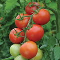 Moneymaker Tomato Seeds - 30+ Heirloom Organic Non-GMO - Solanum lycopersicum