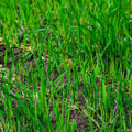 Winter Rye Seed 5lbs - Cover Crop for Food Plot & Wildlife (Secale cereale)