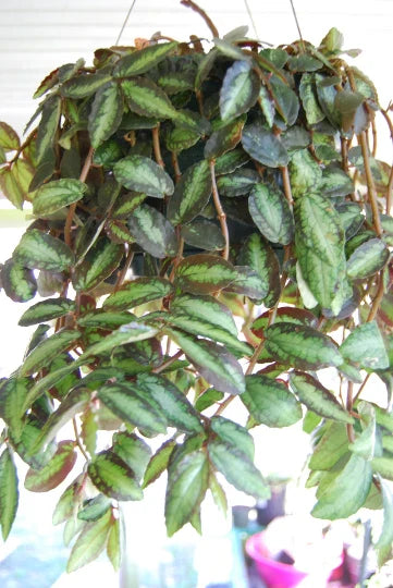 Polynesian Ivy Trailing Watermelon Vine Plant, Pellionia Repens, Rare Begonia Houseplant, Indoor Decorative Greenery