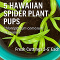 Hawaiian Spider Plant Pups - 5 Fresh Cuttings - Chlorophytum comosum ‘Hawaiian’ - Indoor Houseplant Decor