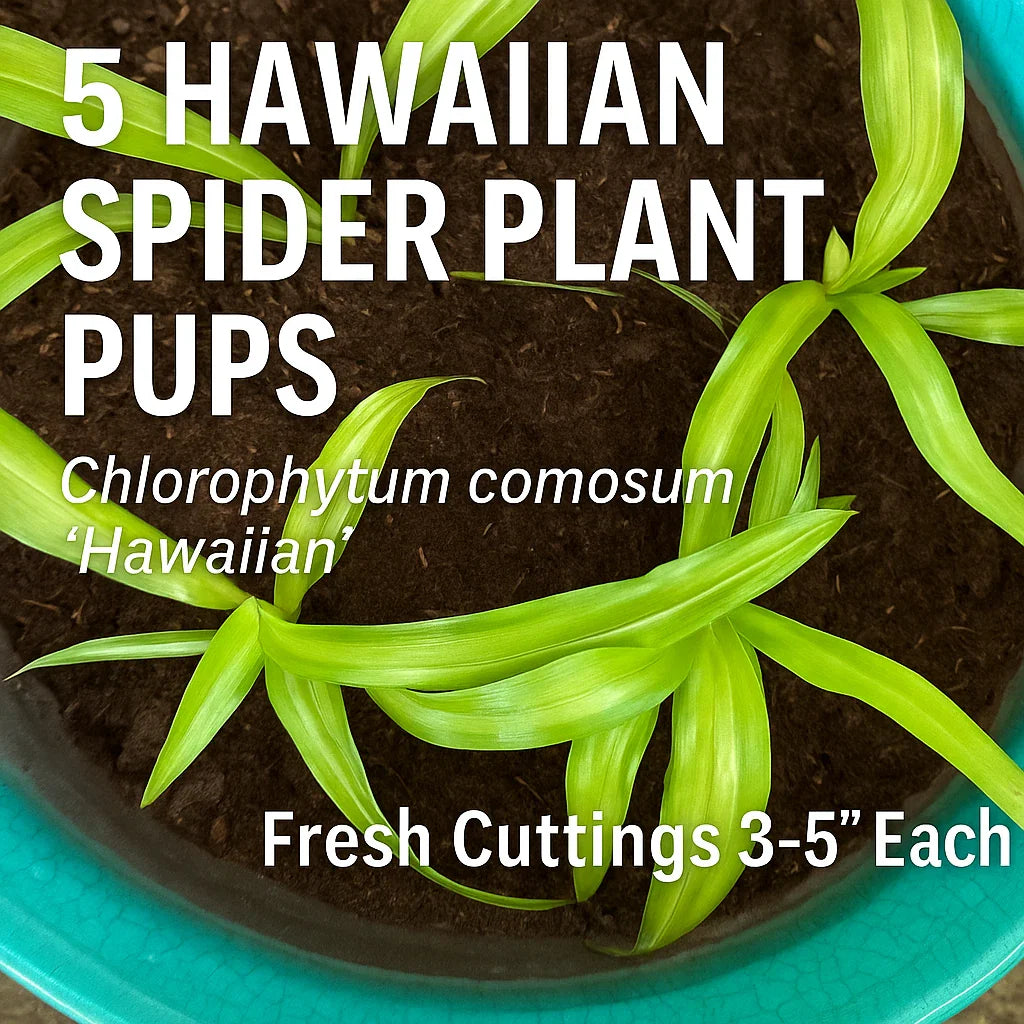 Hawaiian Spider Plant Pups - 5 Fresh Cuttings - Chlorophytum comosum ‘Hawaiian’ - Indoor Houseplant Decor