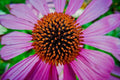 Purple Echinacea Seeds - 100 Count - Coneflower - Large Daisy-Like Flowers - Easy to Grow (Echinacea purpurea)