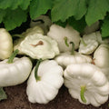 White Bush Scallop Summer Squash Seeds, Non-GMO, White Patty Pan, Cucurbita pepo, Heirloom Variety, Free Shipping