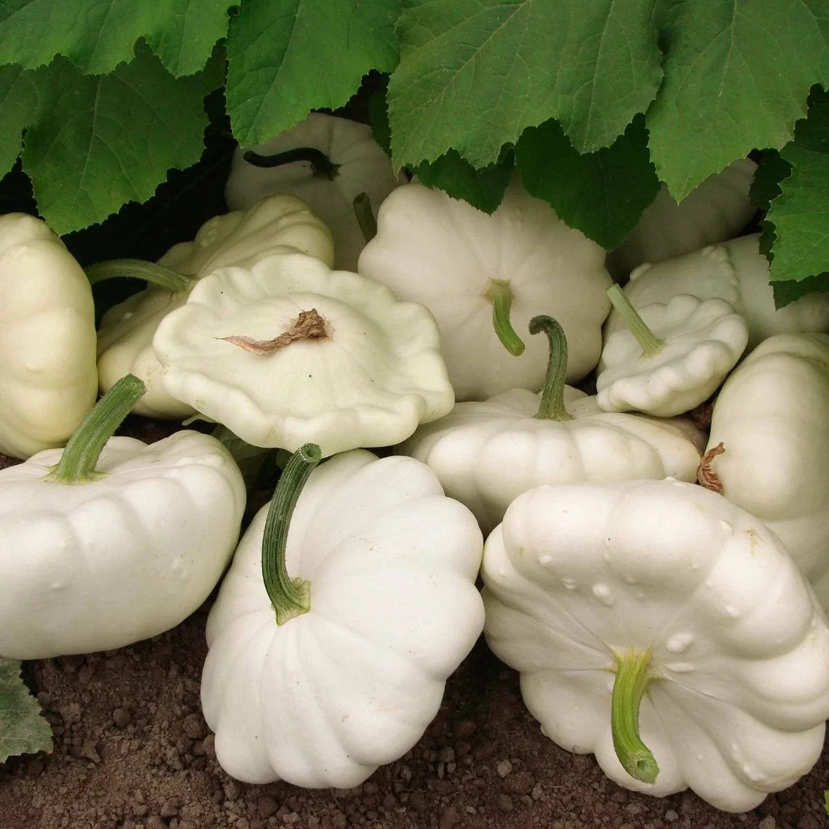 White Bush Scallop Summer Squash Seeds, Non-GMO, White Patty Pan, Cucurbita pepo, Heirloom Variety, Free Shipping