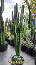 Euphorbia Trigonia Clippings - Lot of 2, 3" Cuttings, Unique Succulent Plant, Indoor Decor
