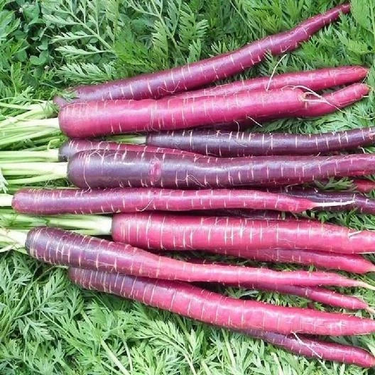 Cosmic Purple Carrot Seeds - 1000 Non-GMO Seeds for Planting - Daucus carota - USA Seller