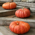 Cinderella Pumpkin Seeds - 10 Organic Seeds - Cucurbita pepo - USA Grown, Free Shipping