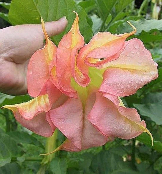 Double Yellow Orange Angel Trumpet Seeds - Brugmansia Datura Flower Seeds - 10 Pack