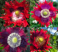 Poppy Seeds - 1000 Count - Drama Queen Breadseed - Frilled Edges Red Purple Flowers - Non-GMO