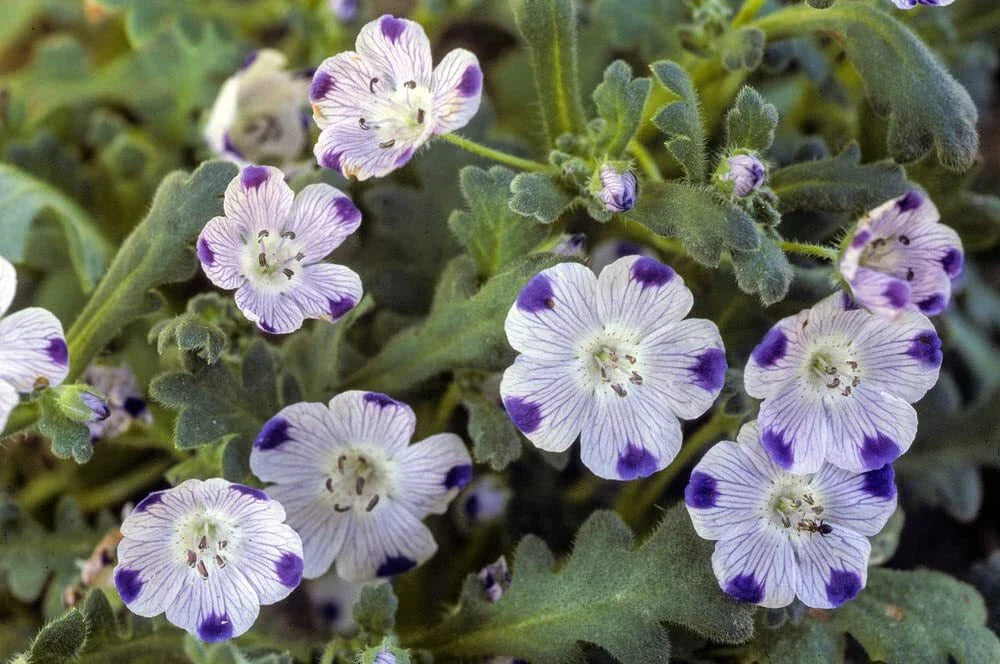 Five Spot Flower Seeds 500 Count - Blue and White Blooms - Nemophila Maculata