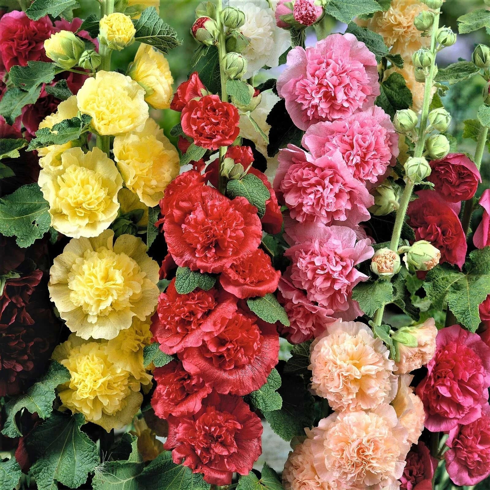 Hollyhock Seeds - CHATER'S DOUBLE Mix Peony Flowered Blooms - Non-GMO Biennial - 100 Seeds