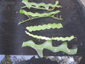Fresh Unrooted Cuttings - Fish Bone Cactus, Epiphyllum anguliger - 6 Pieces