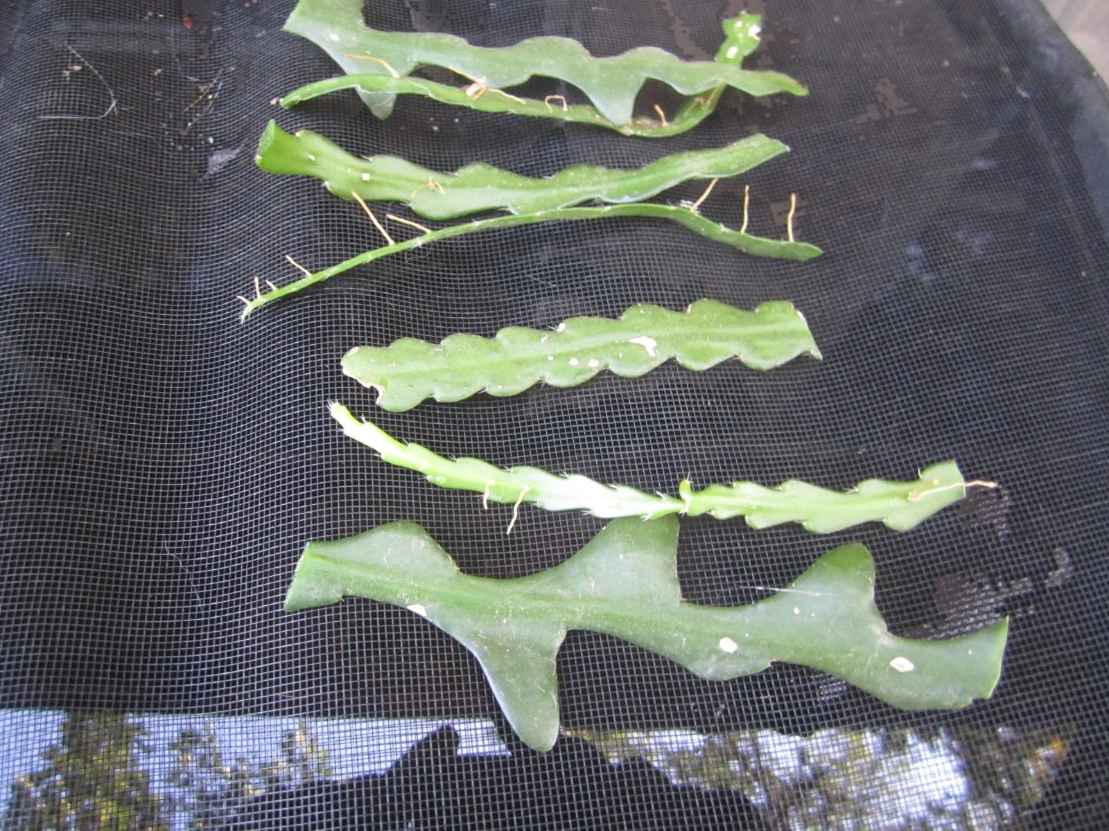 Fresh Unrooted Cuttings - Fish Bone Cactus, Epiphyllum anguliger - 6 Pieces
