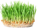 Wheatgrass Sprout Seeds 500 Count - Organic, Non-GMO, Easy to Grow, Triticum aestivum