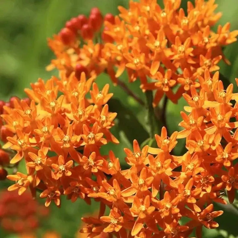 Orange Butterfly Weed Seeds - 100 Organic Perennial Seeds - Asclepias tuberosa - USA Grown, Ships Free