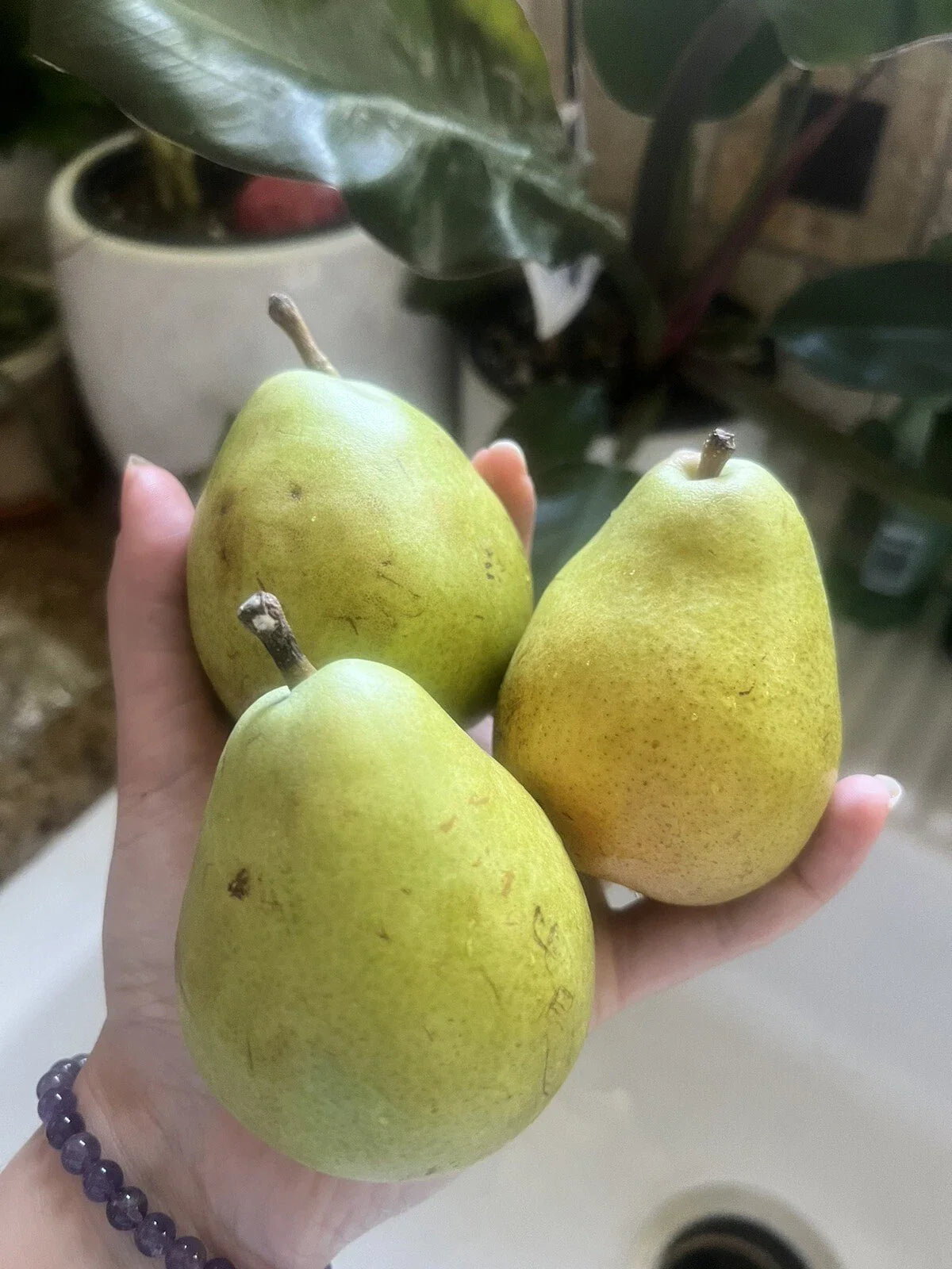 D’Anjou Pear Seeds - 5 Pack - Green Fruit - Non-GMO - Perfect for Edible Smoothies - Pyrus communis