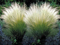 Mexican Feather Grass Live Starter Plant - Nasella tenuissima - Ornamental Grass for Garden and Landscape