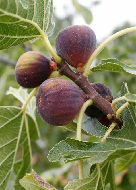 Fruiting Fig Tree - 'Olympian' - Ficus Carica - Live Plant - Home Garden - Edible Fruit
